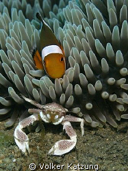 Clownfish with anemone crab by Volker Katzung 